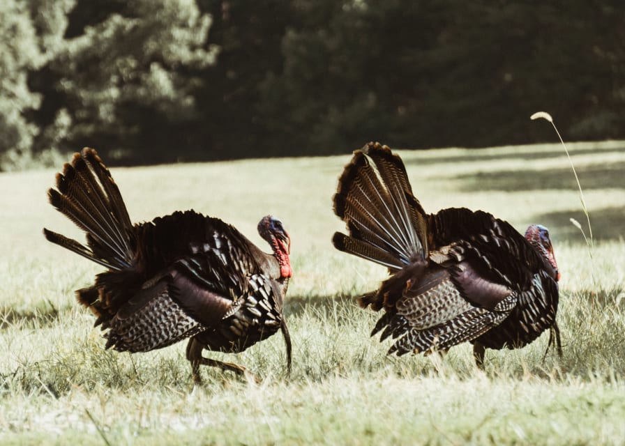 Turkey is one of the most iconic dishes for Thanksgiving. Image of two wild turkeys in a field.