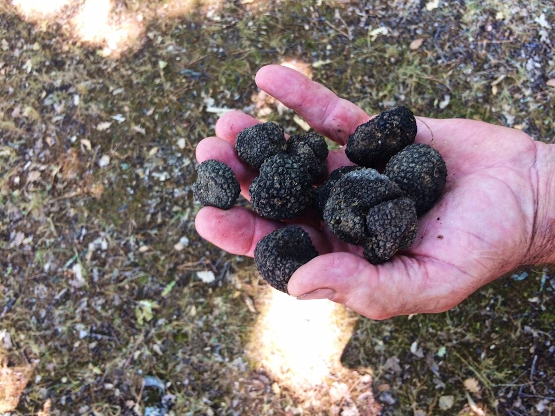 Black Truffle Hunting in Italy