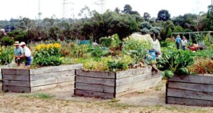 Building community with a community garden.