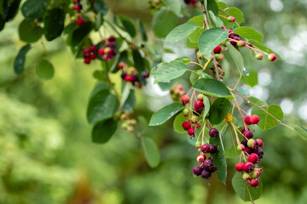 image of Elderberry syrup recipe's star ingredient, elderberres, which are shown here on the tree, small red and purple berries with green leaves