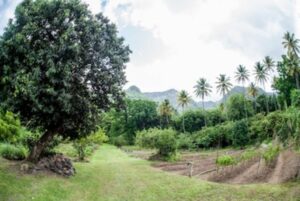 Organic Garden to Farm Restaurant in St. Lucia