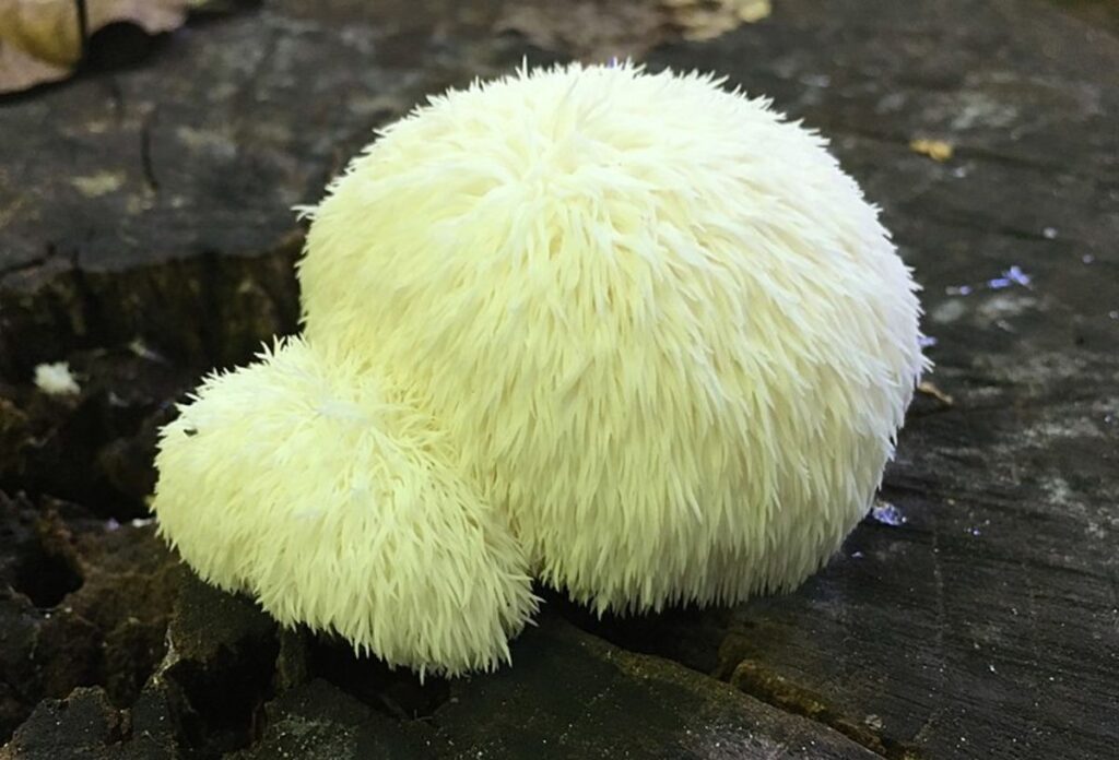 Image of lions mane mushrooms growing in the wild, it's large, white with whiskery hairs (like a lion's mane) all over on a hard rock surface. to use for this lion's mane mushroom recipe.