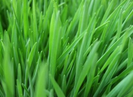 wheatgrass