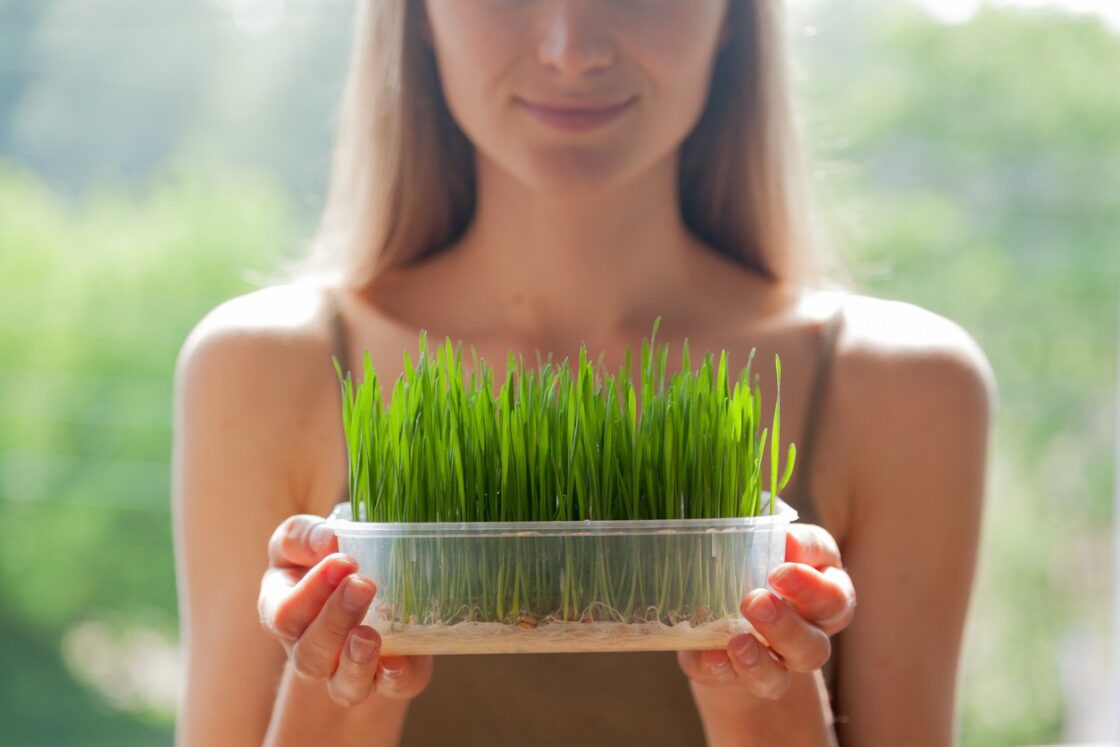Image of woman holding homegrown wheatgrass in a container. You can grow your own wheatgrass to make wheatgrass juice.