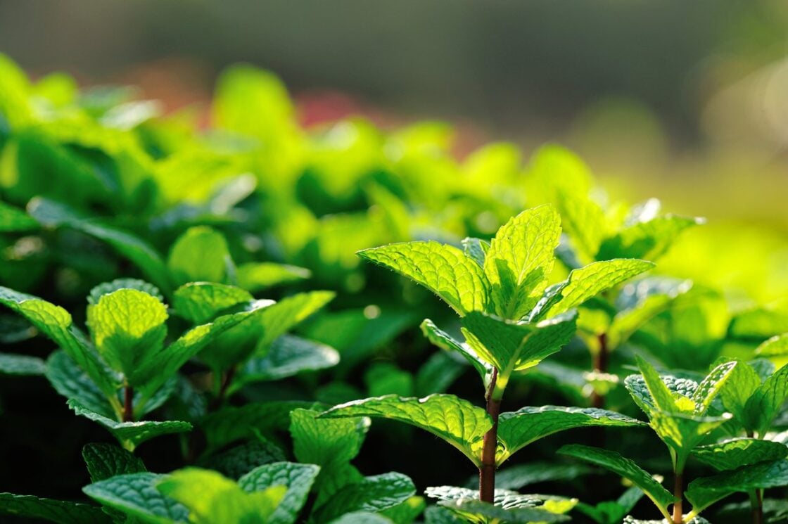 7 Benefits of Peppermint Tea