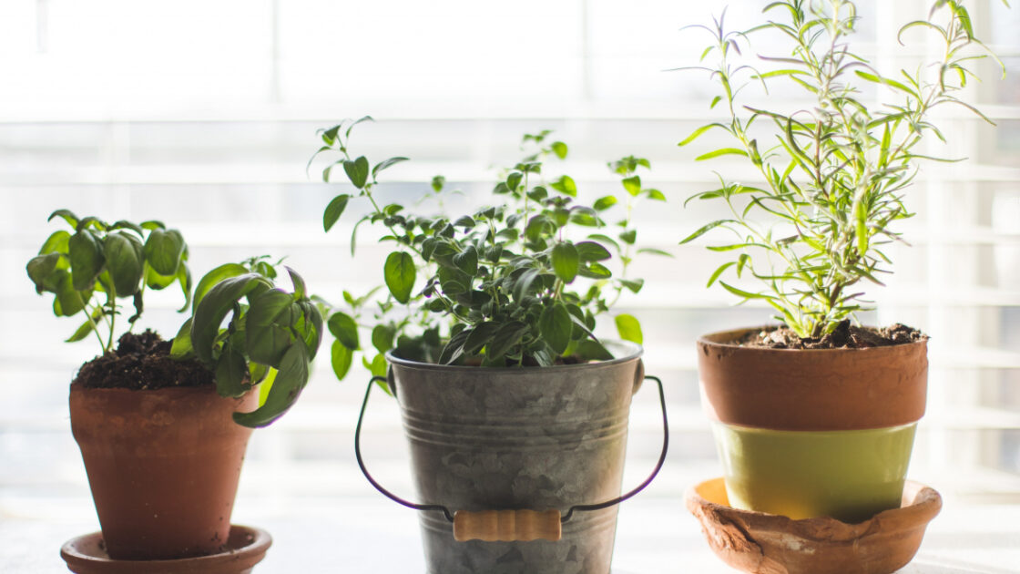 Image of window sill garden with three herb pots perfect for an apartment garden