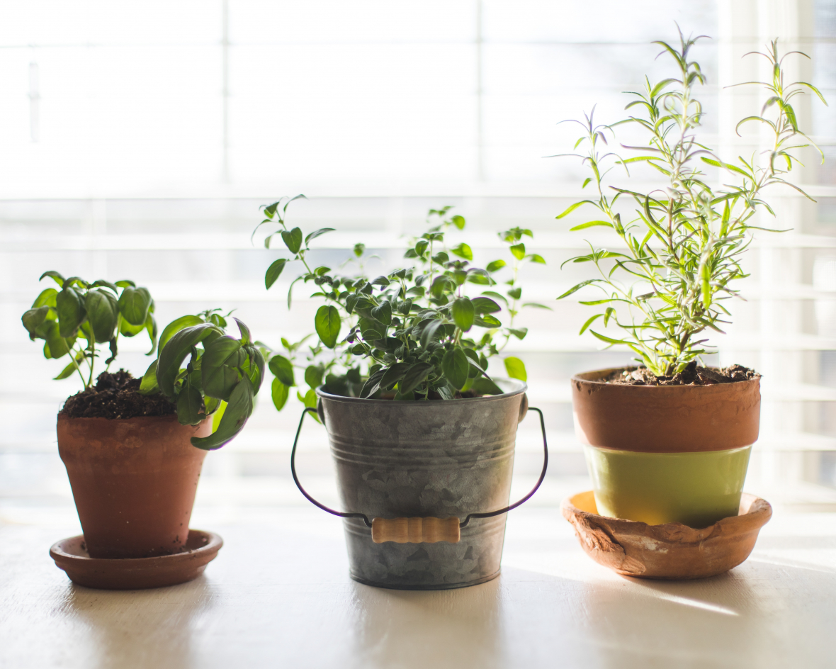 Image of window sill garden with three herb pots perfect for an apartment garden