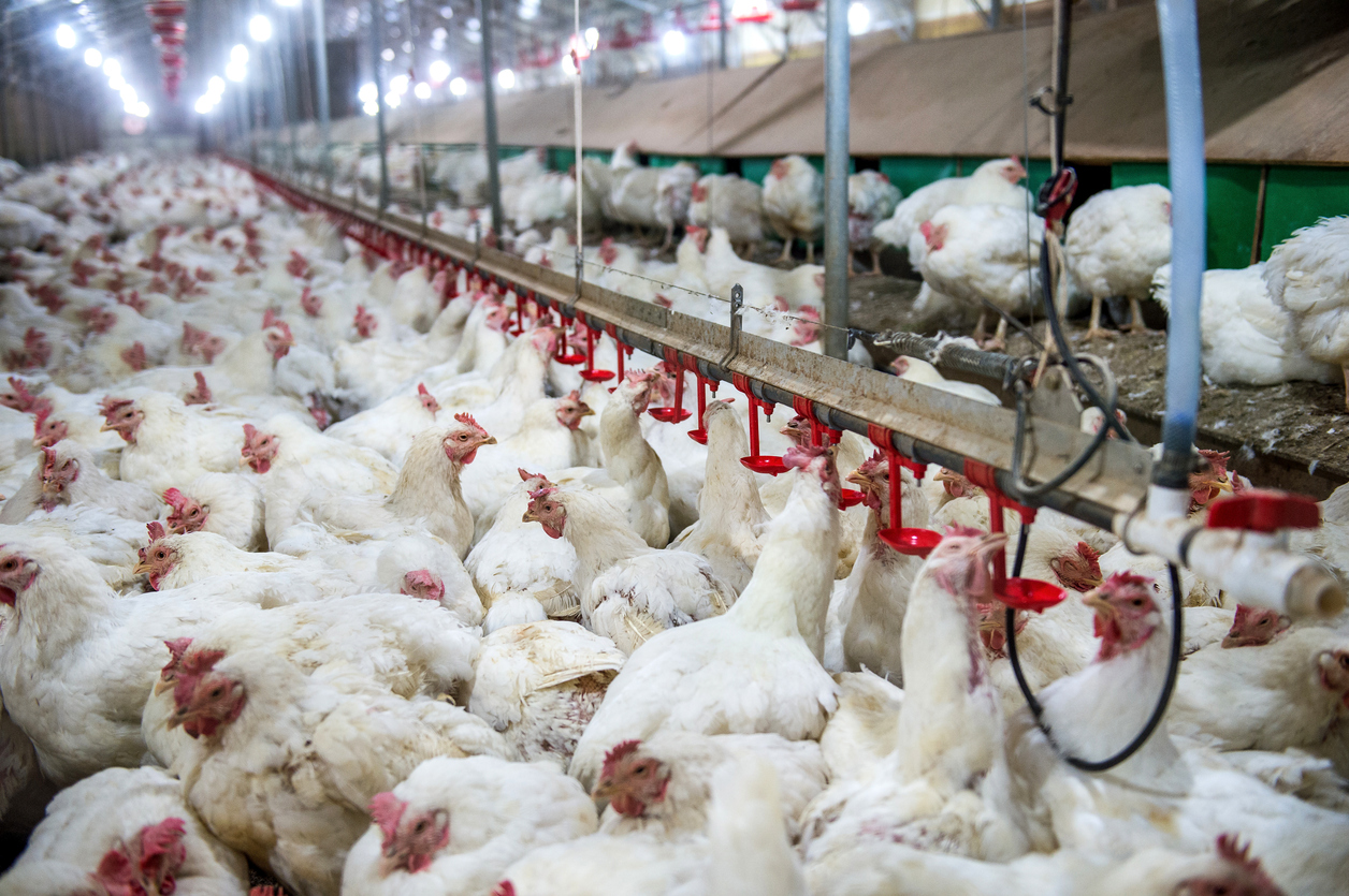 Are Better Regulations for Humane Slaughter of Poultry Finally ...