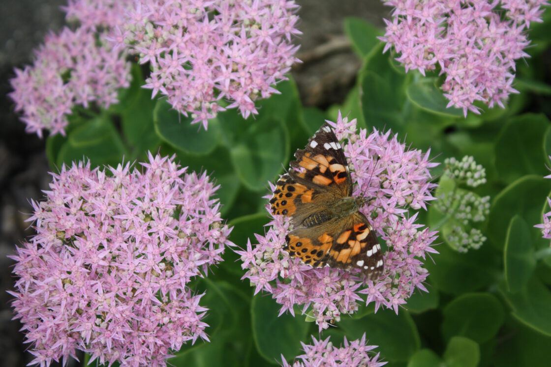 butterfly on blackjack sedum flowers