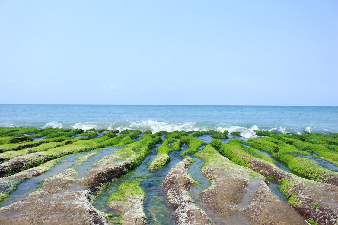 sea with algae growing on beach which symbolize the nutritional benefits of chlorella