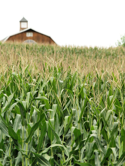 corn field