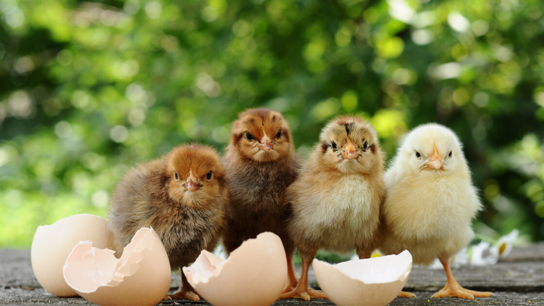 First Organic Chicken Hatchery Opens in PA