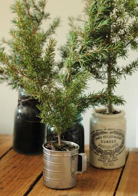 trees in pots