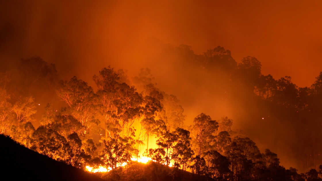 5 Things You Need to Know About the Amazon Rainforest Fires