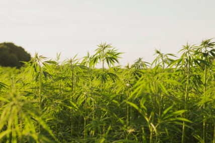 U.S. Hemp Authority Attempts to Regulate the Murky World of Hemp