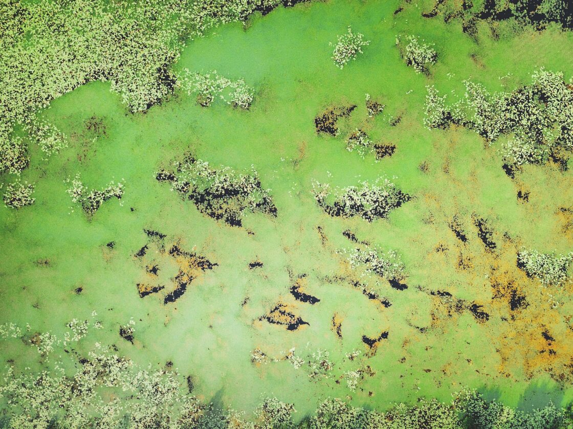 Clouds of green algae and water plants that produce the health benefits of chlorella