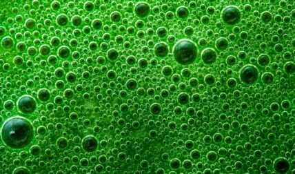 Image of green bubbles wheatgrass. Discover the benefits of wheatgrass from a registered dietician.