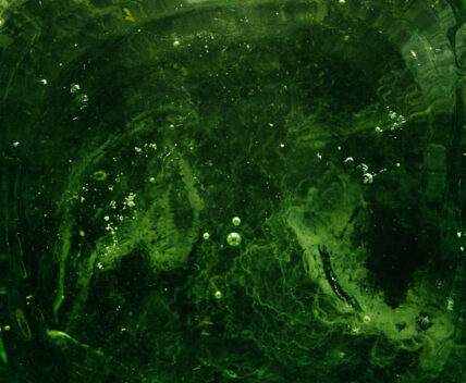 Image deep green liquid with bubbles, magnified and filling image representing chlorophyll benefits via Organic Authority.