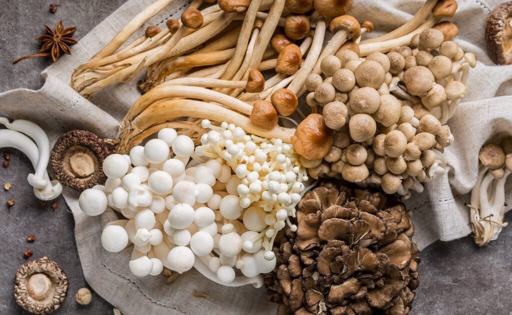 study: mushrooms might reduce brain decline