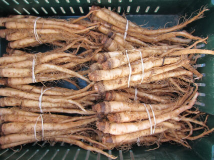 salsify