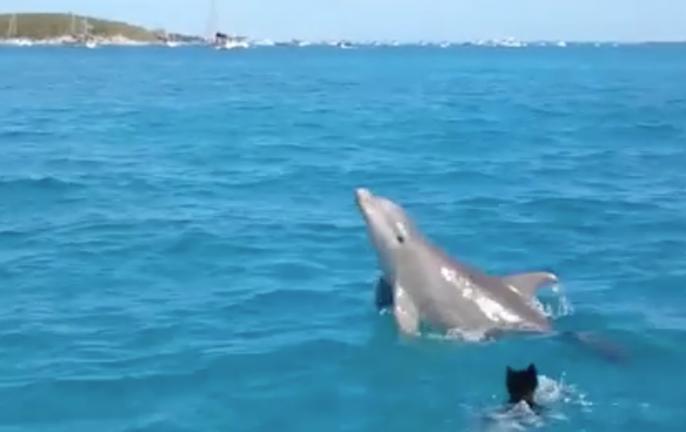 We're All Just Like this Puppy and Dolphin, Right? [Video]