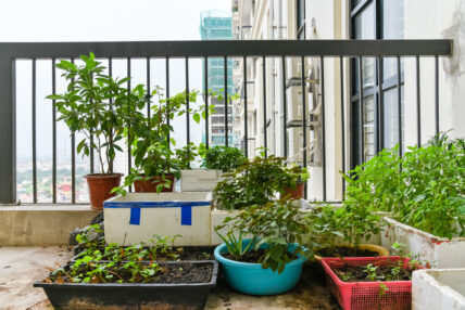 5 Practical Home Garden Solutions for City Dwellers (No More Excuses!)