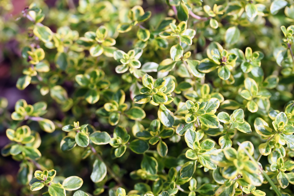 This fragrant potted plant can be used in meals.