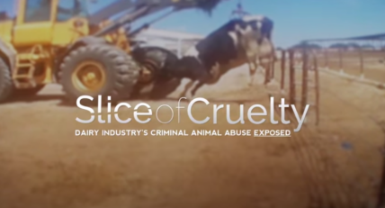 slice of cruelty