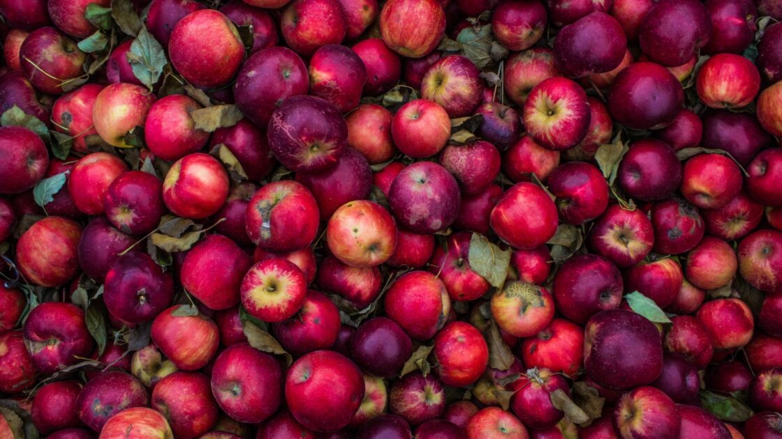 Beautiful red apples harvested for apple cider vinegar. The health benefits of apple cider vinegar are touted by many. Read a Registered Dietician's take on the real benefits.