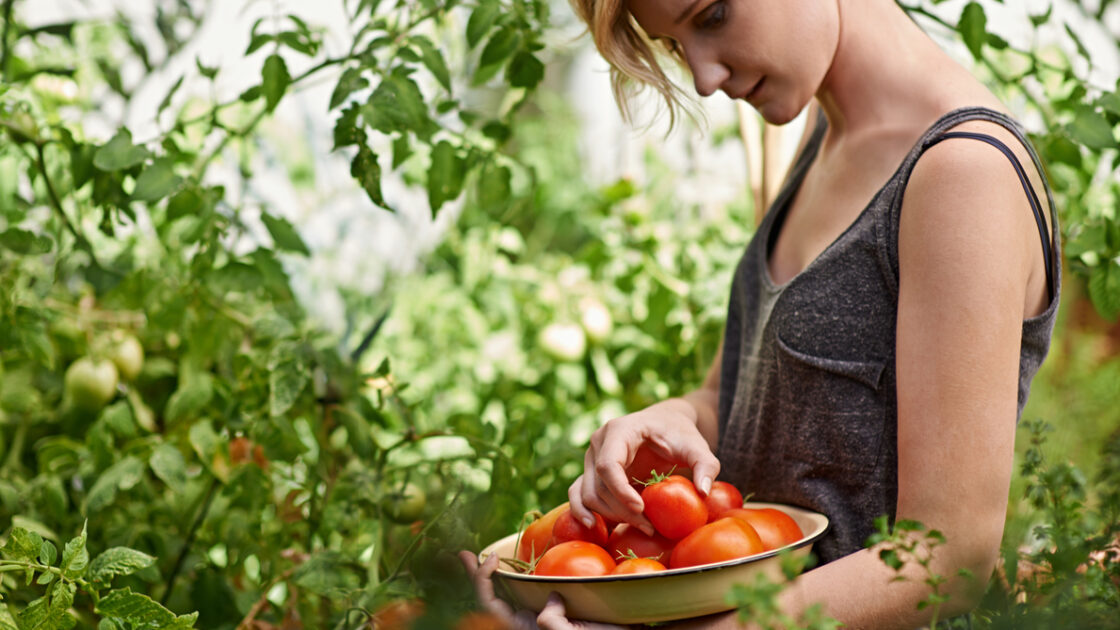 These 7 Common Tomato Plant Problems Can Ruin Your Harvest: Here's How to Troubleshoot