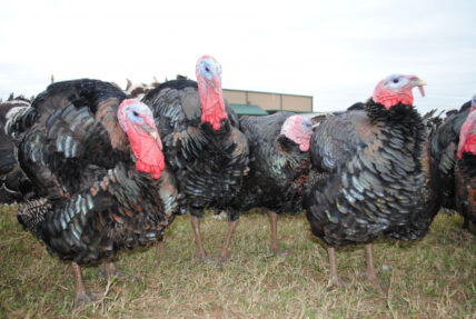 3 Essential Things to Know About Sustainable Thanksgiving Turkeys