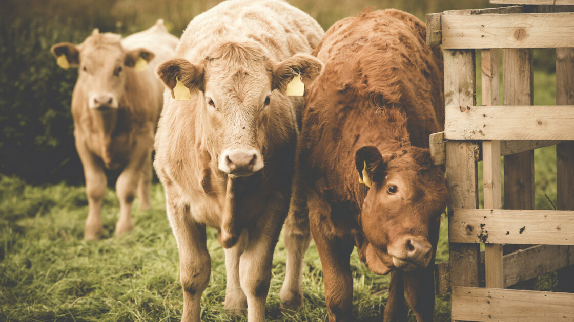 What Does 'Grass-Fed' Really Mean (and Who Decides?)