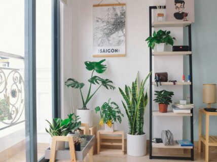 Air purifying plants in a light, airy room.