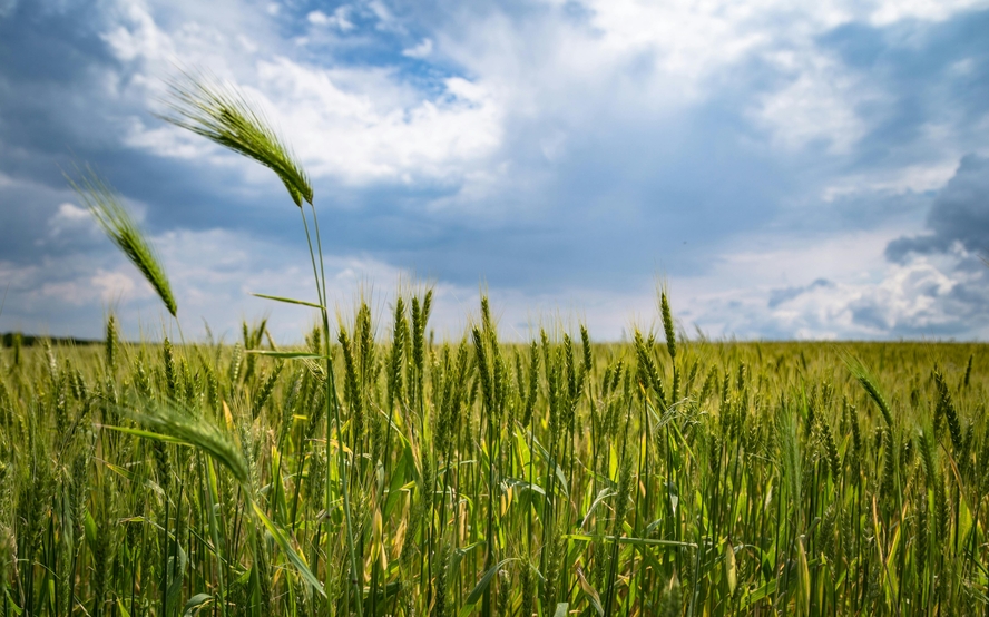 Image of a green field of crops set against a blue sky and wispy clouds.