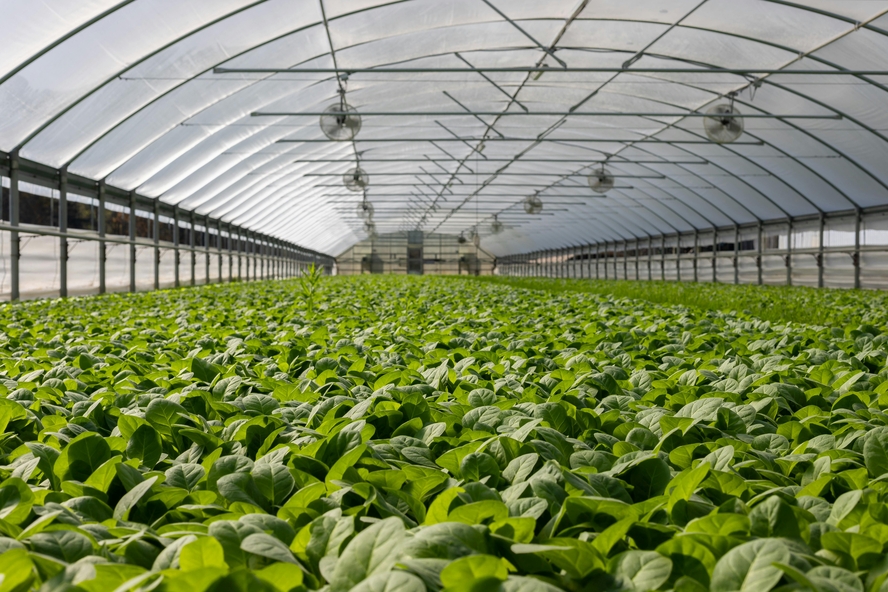 Image of a greenhouse completely filled with leafy greens.