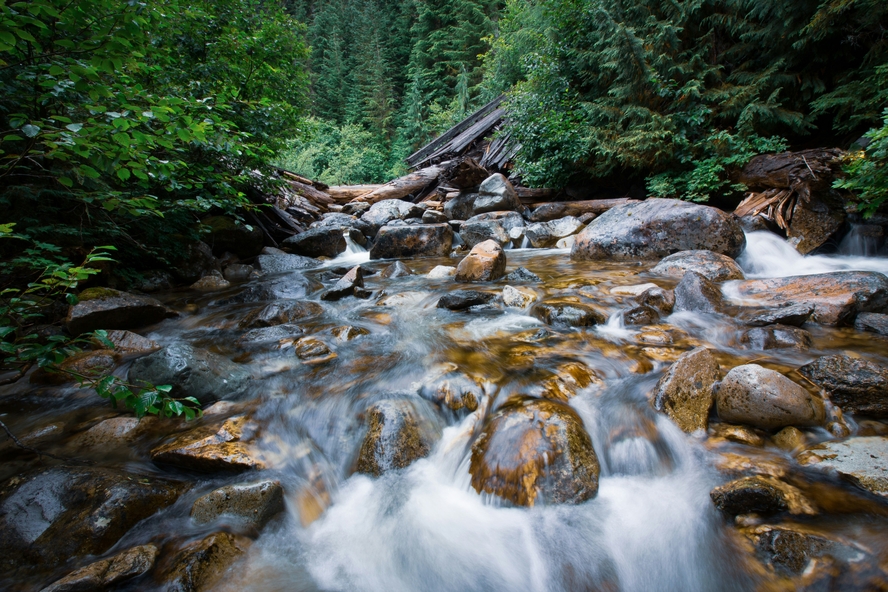 Image of a river in a lush green forest, with water flowing past stones on the riverbank.