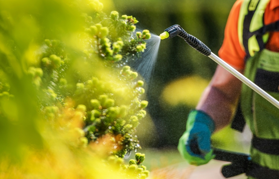 Image of a gardener spraying plants with pesticides that may have cancer-causing effects.