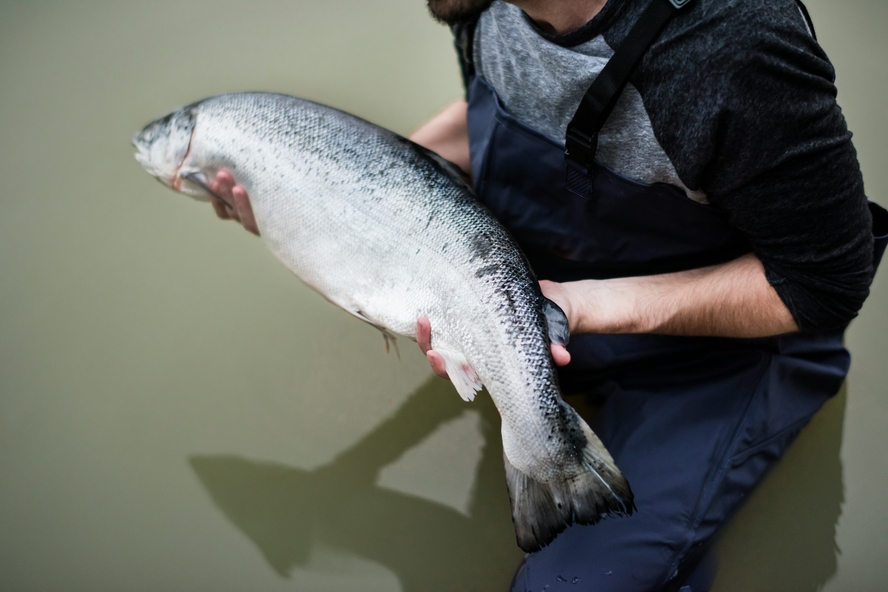 Image of a fisherman standing knee-deep in a river, holding a fresh wild-caught salmon. 