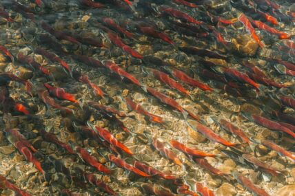 Image of wild salmon swimming in a stream. While GMO salmon is no longer available, the debate on wild vs. farmed salmon continues.