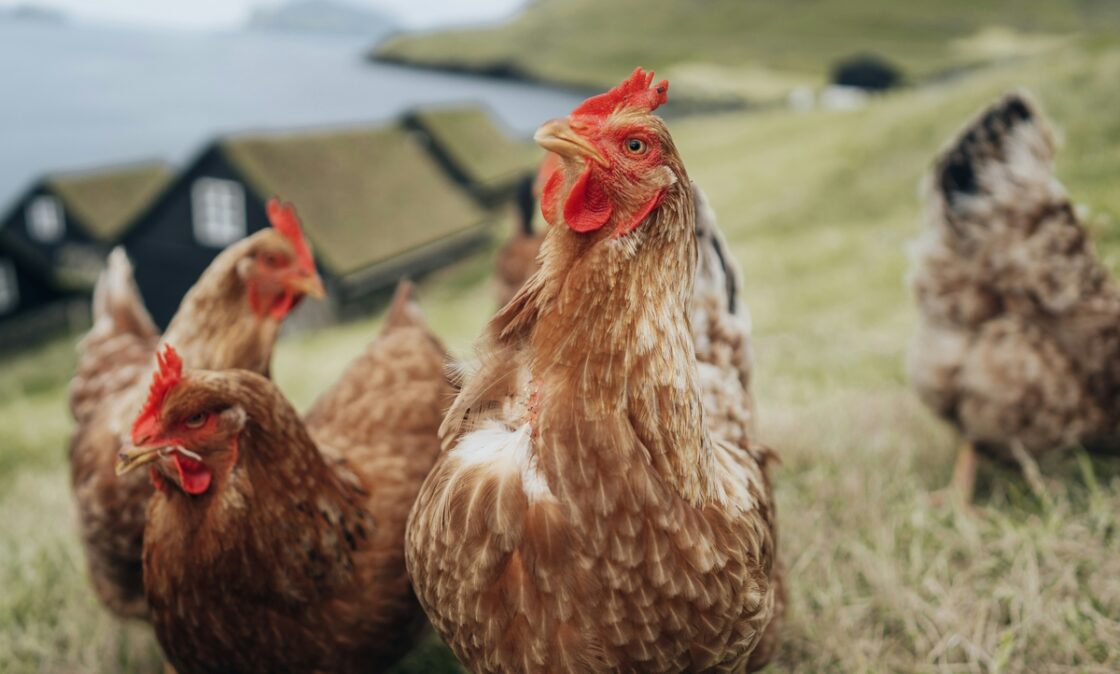 Image of three brown chickens in an open field, with a backdrop of houses and a lake behind them.